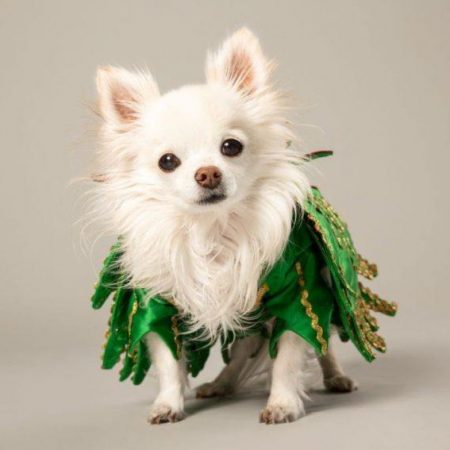Mr. Piffles, Las Vegas Strip’s Favorite Pooch, Dies at 16