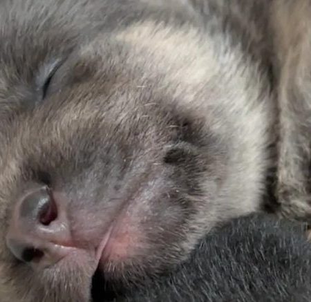 Las Vegas Crime News Roundup: Man Allegedly Tossed Five Puppies Into Dumpster