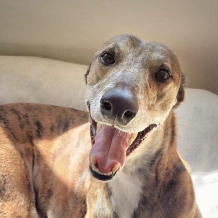 New Zealand to Ban Greyhound Racing